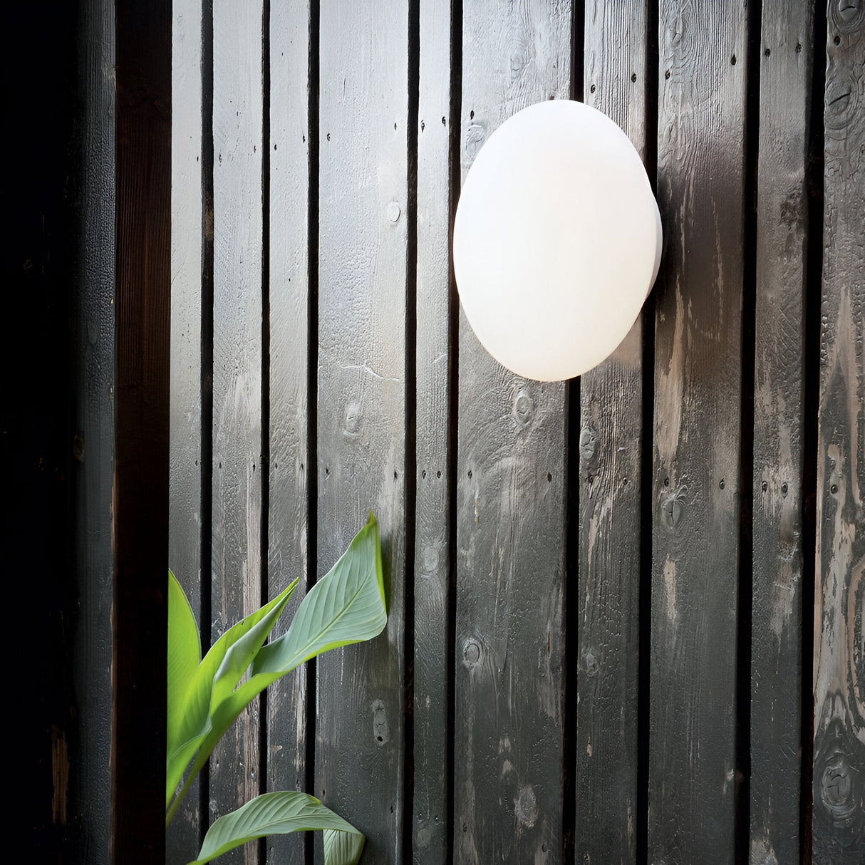 A Serene 2 Light Outdoor Wall Light - White is mounted on a dark wooden wall. A green plant with large leaves in the lower left corner adds a touch of nature to the scene, enhancing its modern design and minimalistic charm.