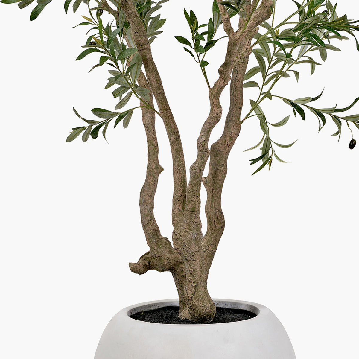 Extra Large Olive Tree in Pot - 250cm, close-up of gnarled brown trunk and branches with green leaves in a white round planter, plain background.