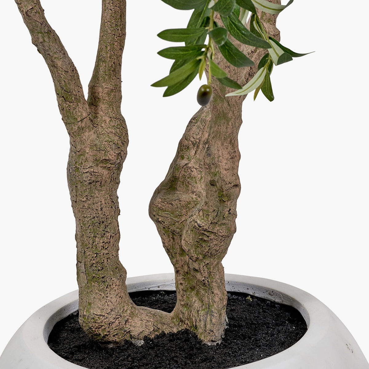 Close-up of the Extra Large Olive Tree in Pot - 250cm, showing textured branching trunks with olive leaves and berries planted in dark soil within a round white pot.