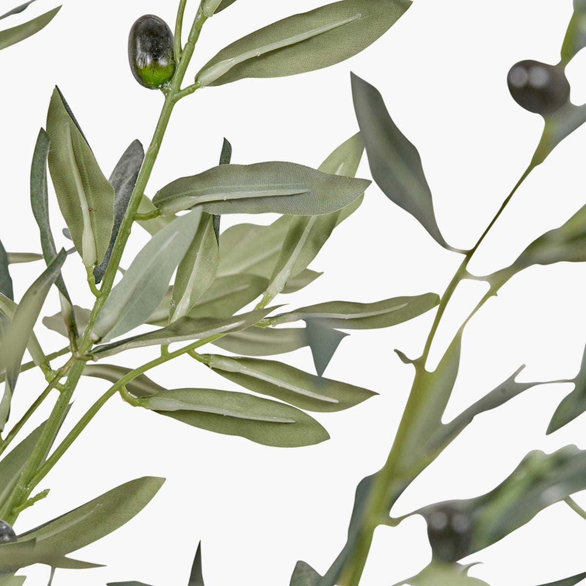Close-up of the Extra Large Olive Tree in Pot - 250cm, showing green-grey leaves, slender branches and small dark olives against a plain white background.