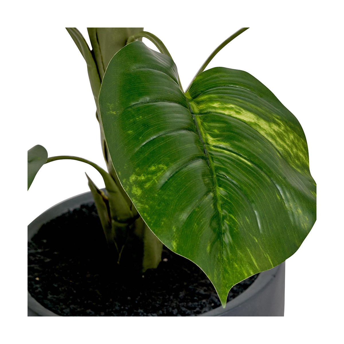 Close-up of the Elephant Ear Plant in Pot, 120cm, showing a large veined green leaf and stem detail above black soil in a round pot.