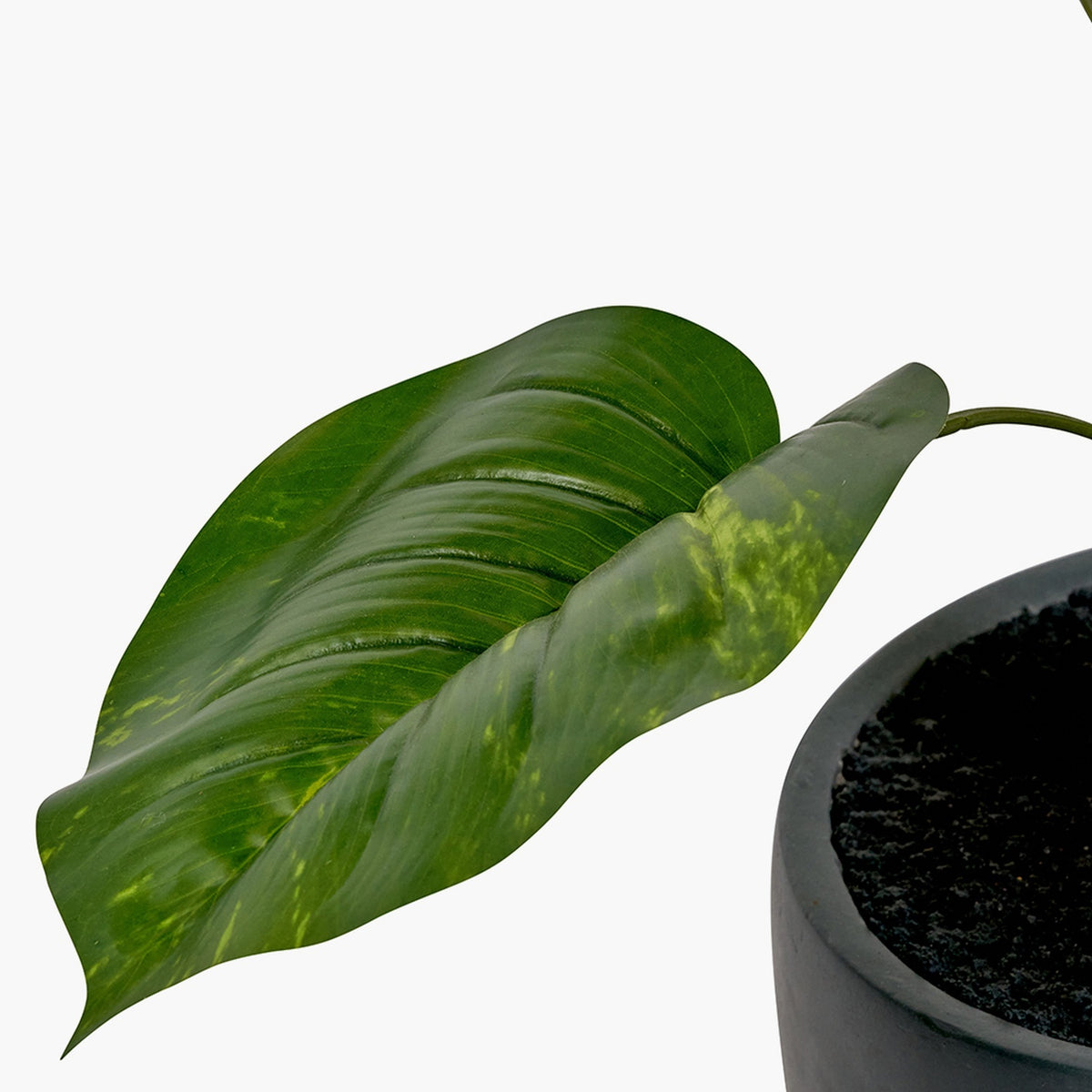 Close-up of the Elephant Ear Plant in Pot - 120cm, showing a large ribbed green leaf with lighter mottled patches beside a dark round pot, on a plain white background.