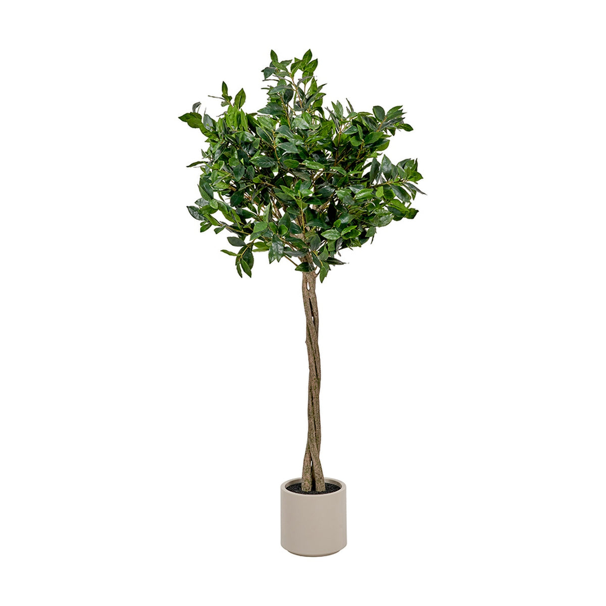 Medium Bay Tree in Pot, 150cm, with a rounded green foliage head on a braided stem in a round grey pot, set against a plain white background.
