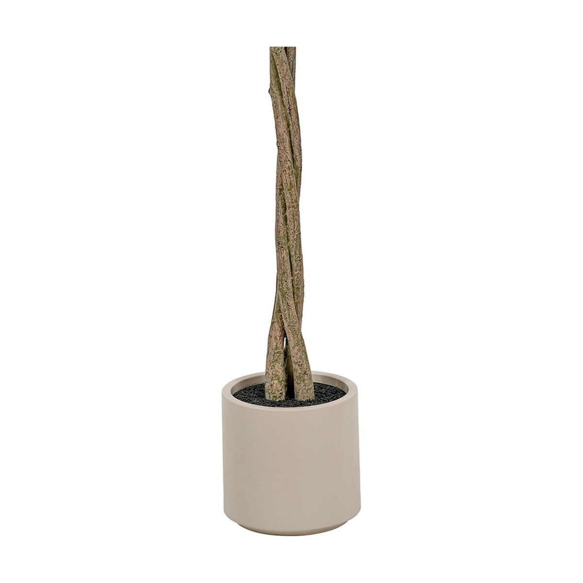 Medium Bay Tree in Pot, 150cm, with twisted braided trunk in a round taupe concrete-look planter, shown against a plain white background.