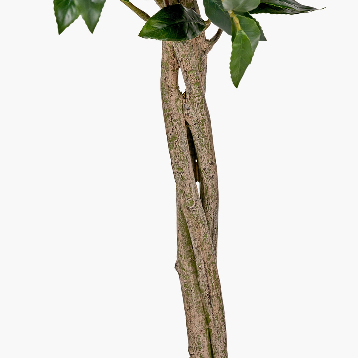 Close-up of the Medium Bay Tree in Pot's twisted trunk and bark texture, with green leaves above, shown against a plain white background.