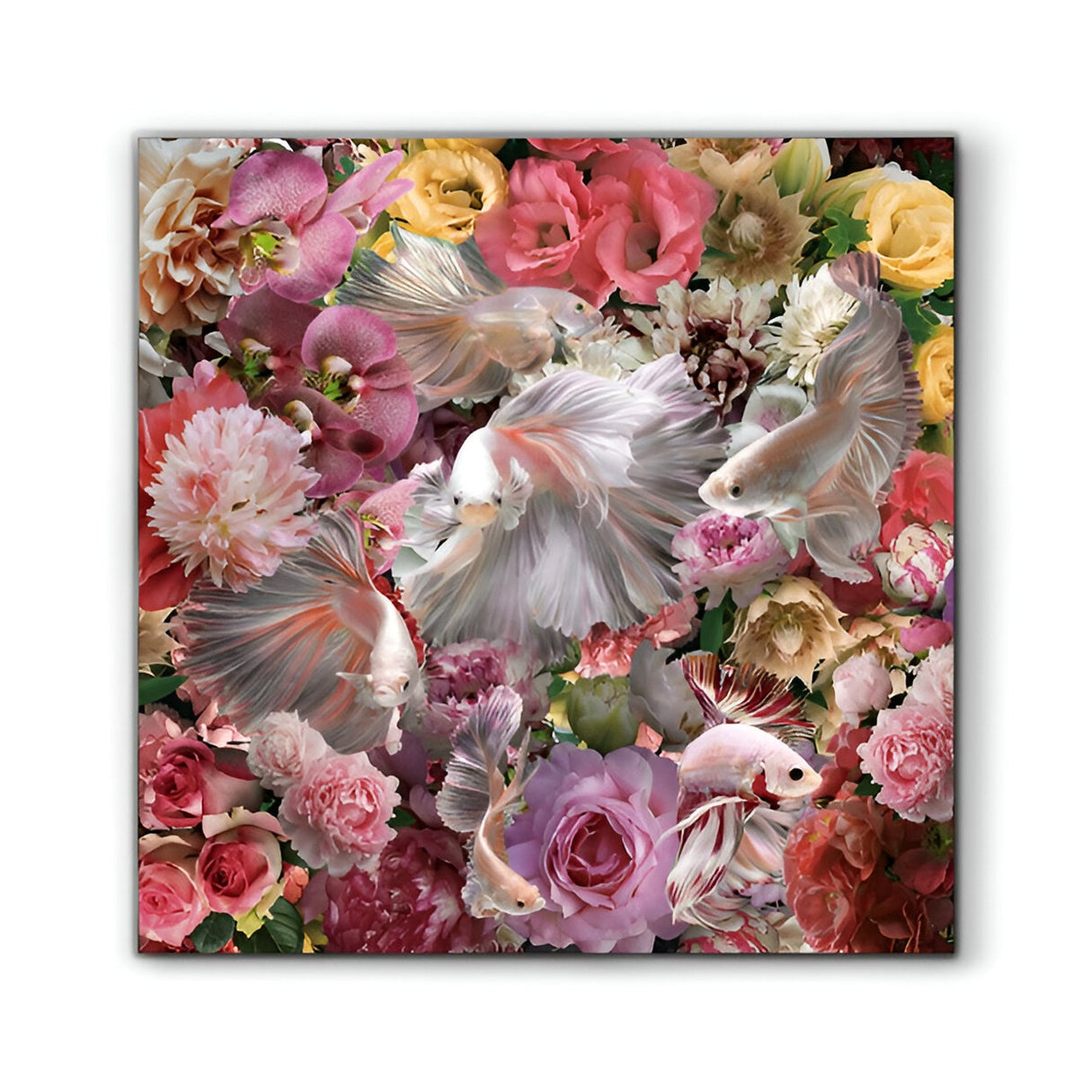 Peces Luchador Siam Pink Fish Photography Print - 120x120cm