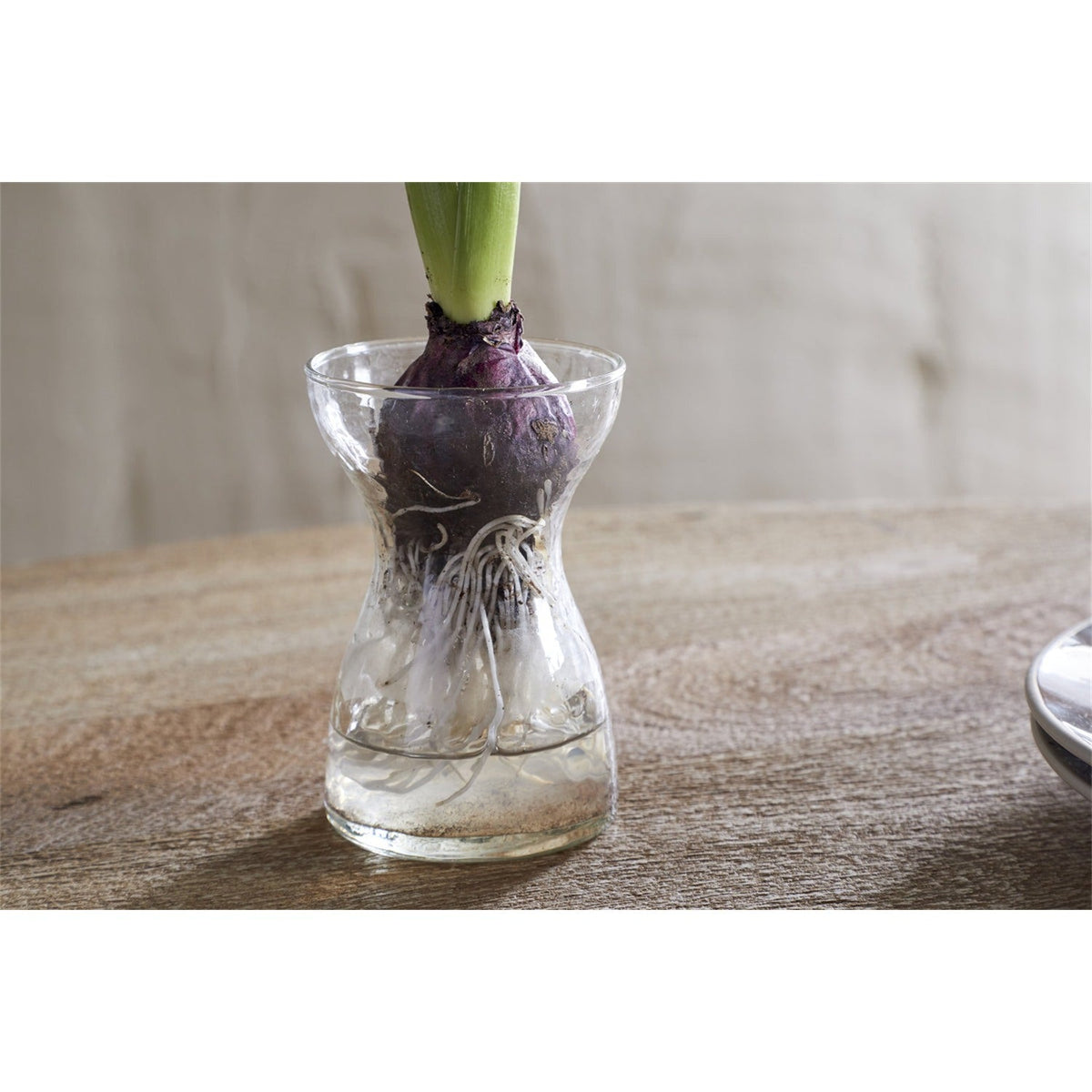 Enir Hammered Recycled Glass Hyacinth Vase - Clear