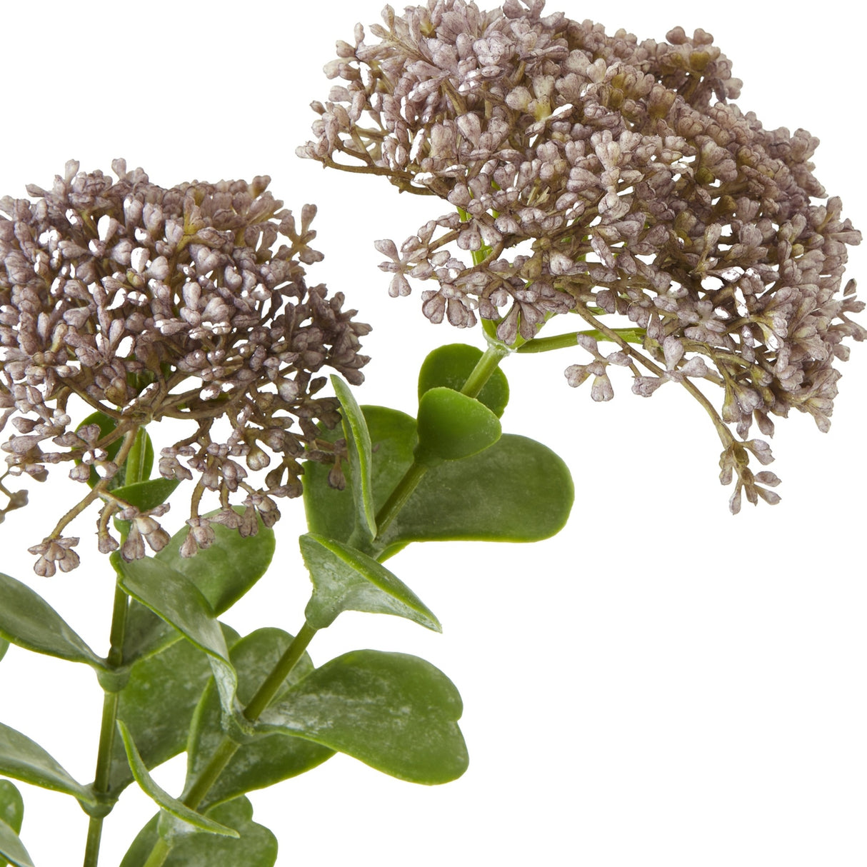Close-up of Hill Interiors Purple Sedum Spray showing clustered dusky mauve florets on green stems with fleshy leaves against a white background.