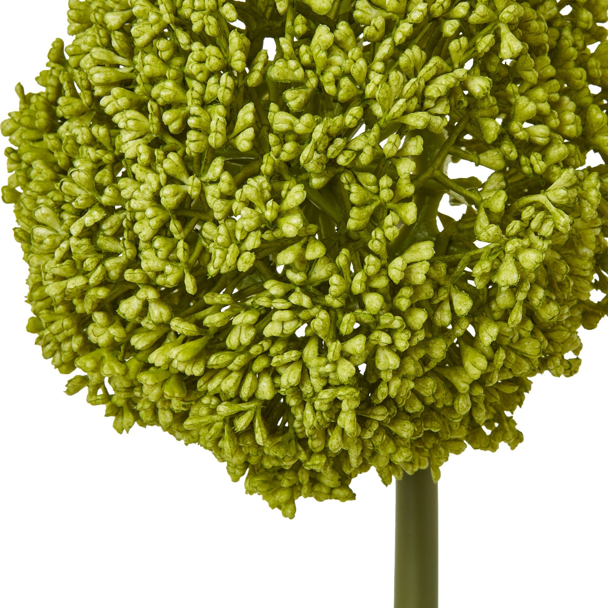 Close-up of the Hill Interiors Green Allium Stem showing the globe-shaped head of tiny star-shaped green florets on a slim stem against white.