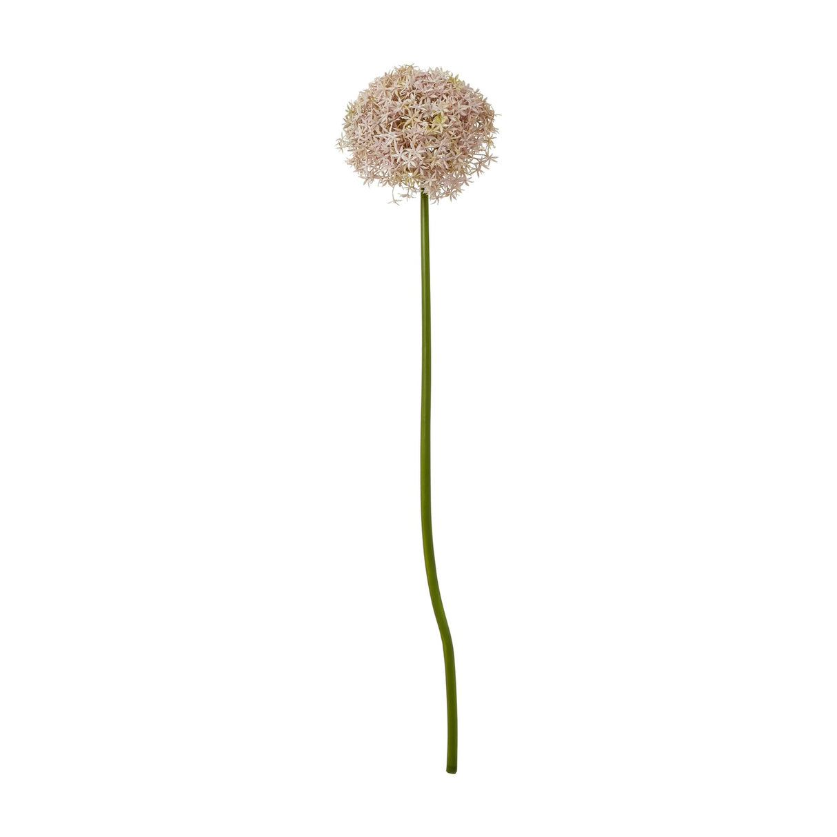 Hill Interiors Lilac Giant Allium Stem with a rounded pom-pom head of soft pink-lilac star florets on a tall bendable green stem, on white.