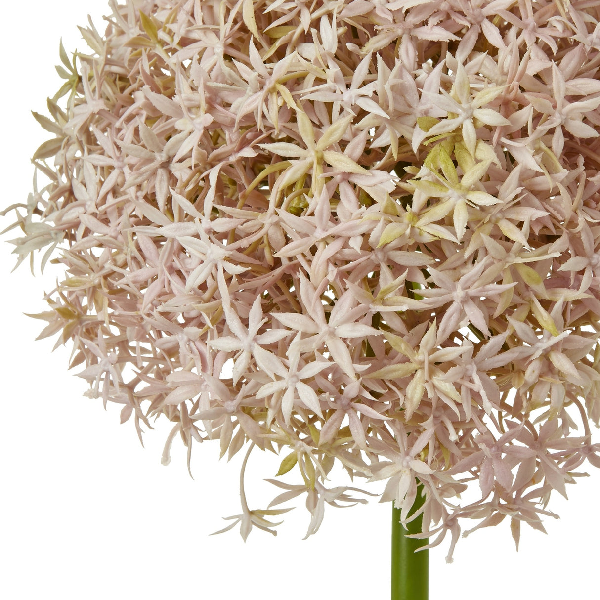 Close-up of Hill Interiors Lilac Giant Allium Stem showing the rounded head of tiny pale pink and green star-shaped florets on a green stem.