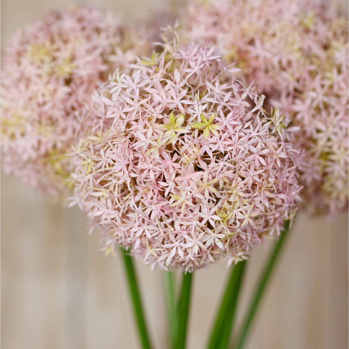 Close-up of Hill Interiors Lilac Medium Allium Stem showing the globe-shaped head of tiny star-shaped florets in soft pink-lilac tones on green stems.