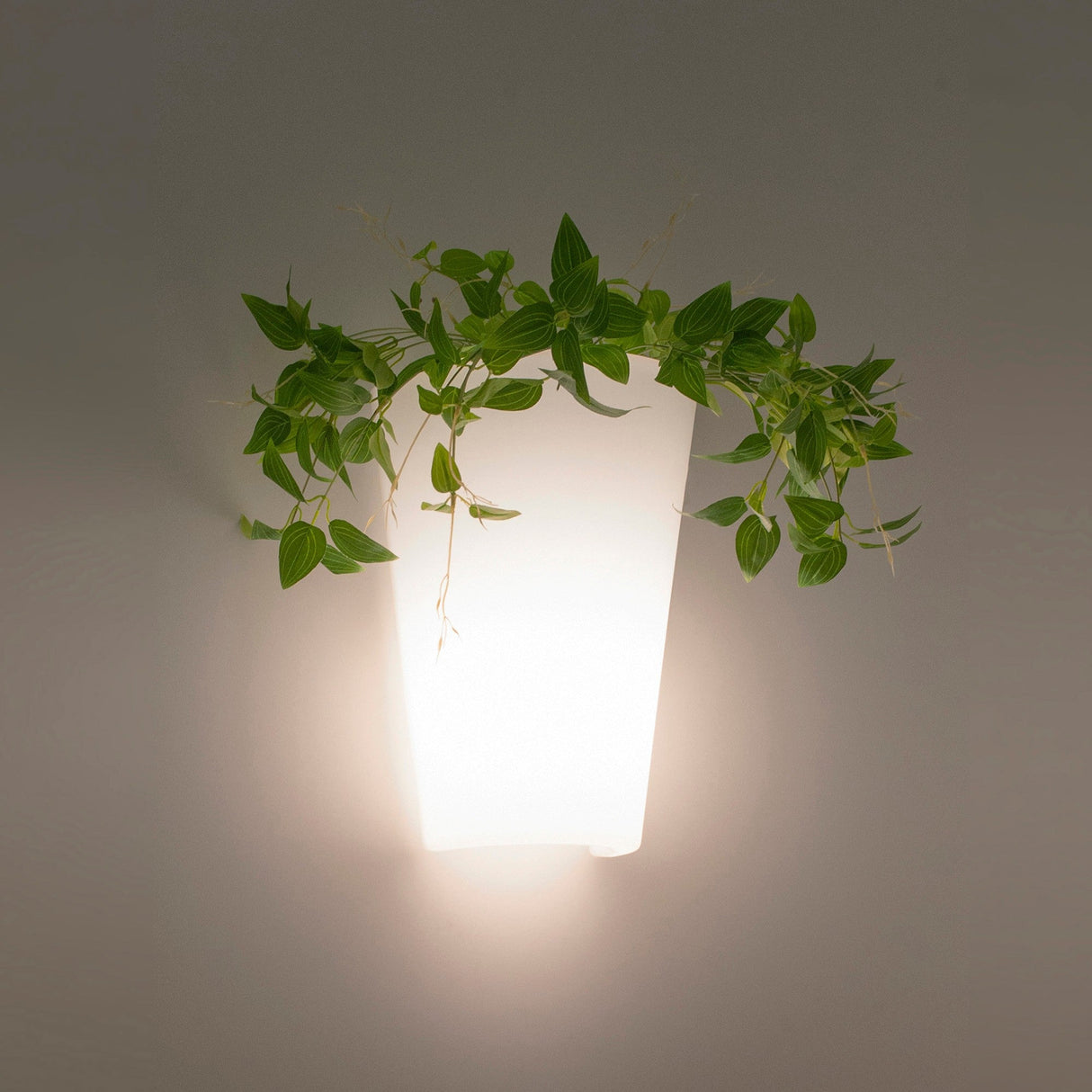 Teja 1 Light Outdoor Wall Light - White