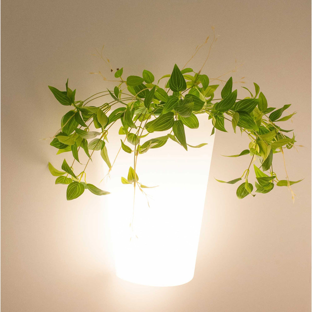 Teja 1 Light Outdoor Wall Light - White