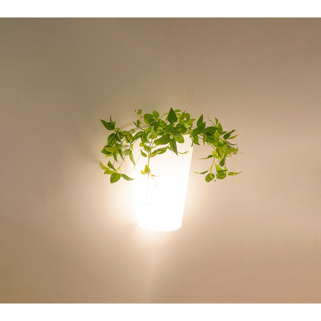 Teja 1 Light Outdoor Wall Light - White