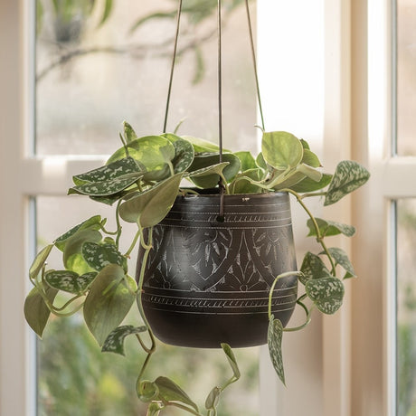 Trailing & Hanging Plants