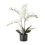 Artificial orchid plant with arching stems of white flowers above broad green leaves, set in a plain black pot against a white background.