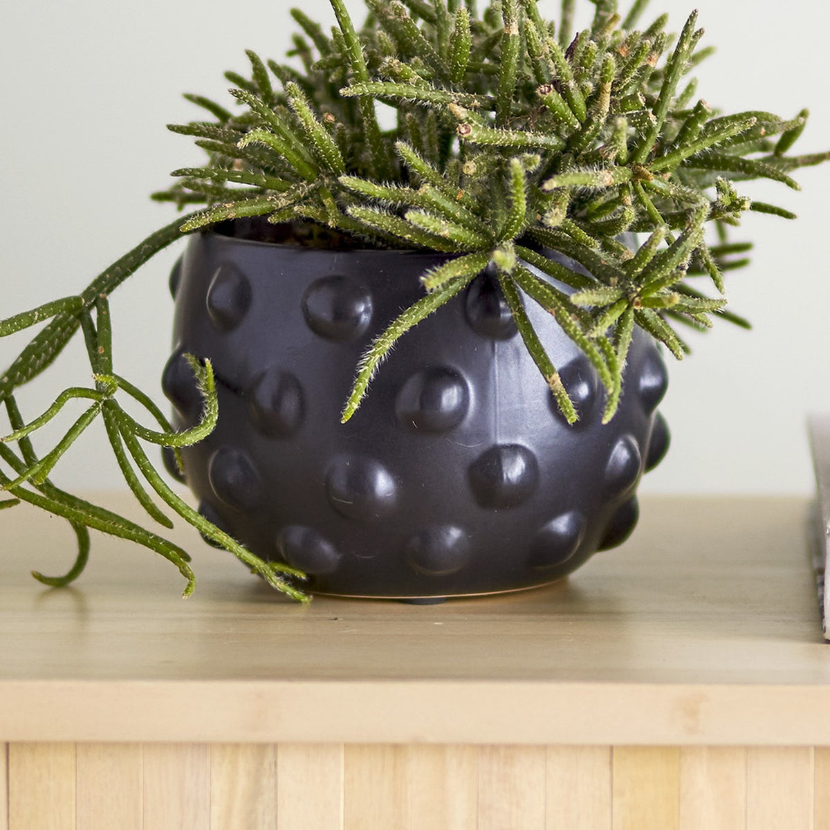 Parvin Terracotta Plant Pot in black with raised dot texture, holding a trailing cactus-like plant, set on a wooden surface against a light wall.