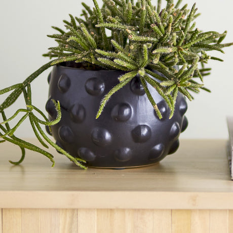 Parvin Terracotta Plant Pot in black with raised dot texture, holding a trailing cactus-like plant, set on a wooden surface against a light wall.