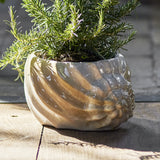 Corelia Shell Stoneware Plant Pot in beige, shaped like a seashell with ribbed sides and a wavy rim, holding a rosemary plant on an outdoor wooden surface.