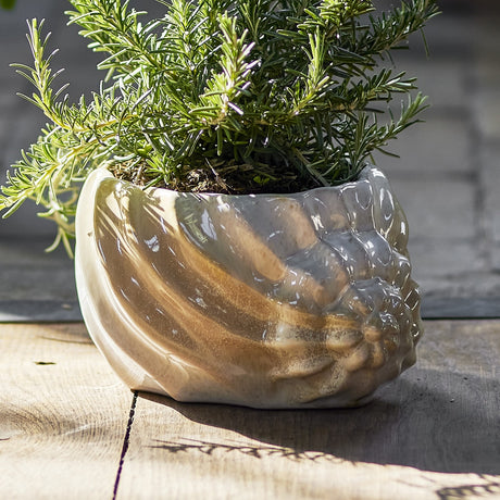 Corelia Shell Stoneware Plant Pot in beige, shaped like a seashell with ribbed sides and a wavy rim, holding a rosemary plant on an outdoor wooden surface.