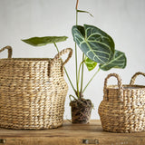 Bjorn Water Hyacinth Baskets in natural braided finish, large and small round storage baskets with woven handles, shown with a potted plant against a light background.