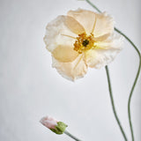 Poppy Artificial Stem - Nude