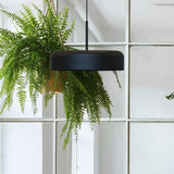 Rea Dome Pendant Light in matt black aluminium, hung on a black textile cable above a potted fern in a bright room with large windows.