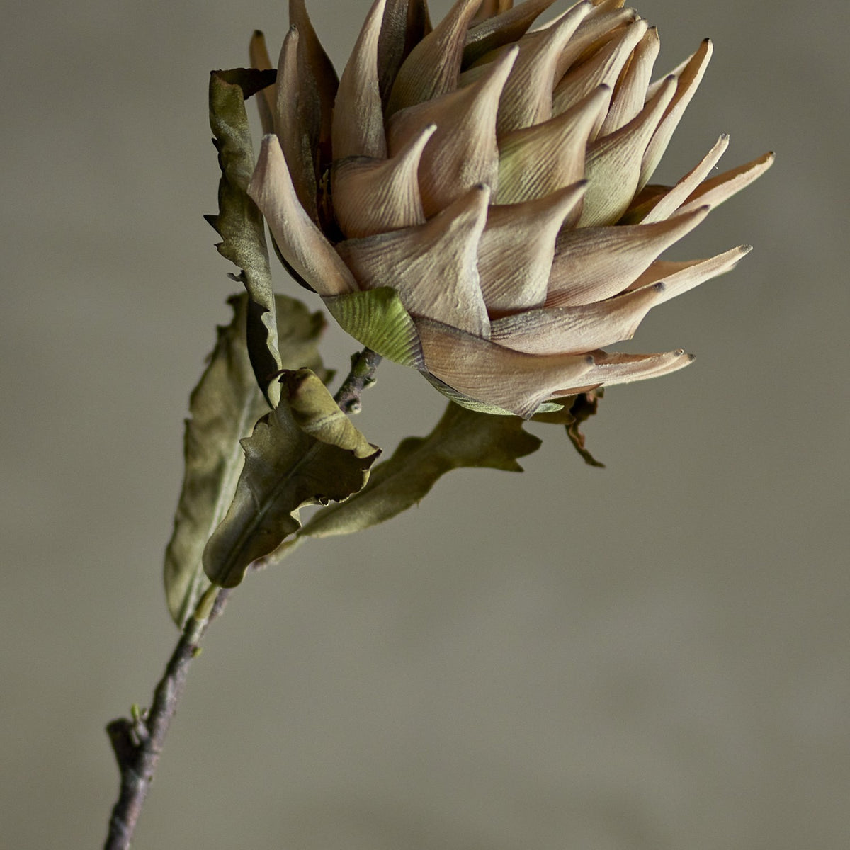 Protea Artificial Stem in beige, close-up of the layered pointed petal flowerhead with green leaves on the stem, set against a plain neutral background.