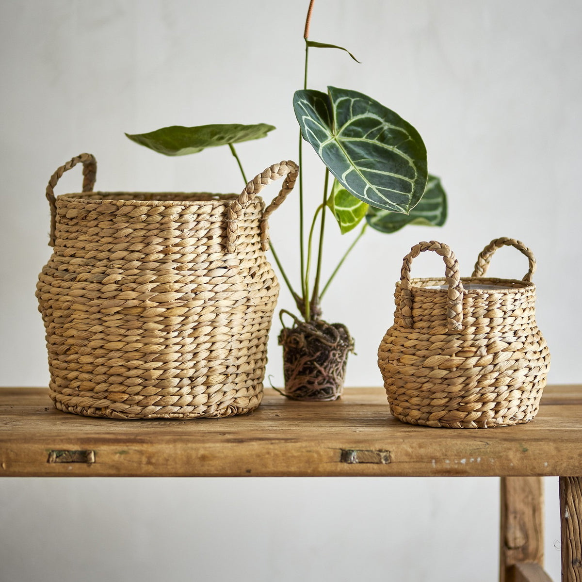 Bjorn Water Hyacinth Baskets Set of 2 in natural braided wicker, shown in large and small rounded sizes with woven handles on a wooden table beside a potted plant.