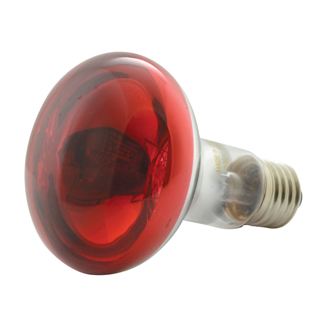 QTX R80 red reflector bulb with E27 screw fitting and 60W rating, shown on a plain white background with the domed red-coated glass facing forward.