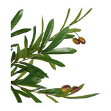 Close-up of the Libra Interiors Potted Mediterranean Olive faux tree showing slim green leaves and small clusters of green-to-russet olives on wired stems.