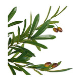 Close-up of Libra Interiors Potted Mediterranean Olive 170cm artificial tree, showing slim green leaves and small russet olive clusters on wired stems.