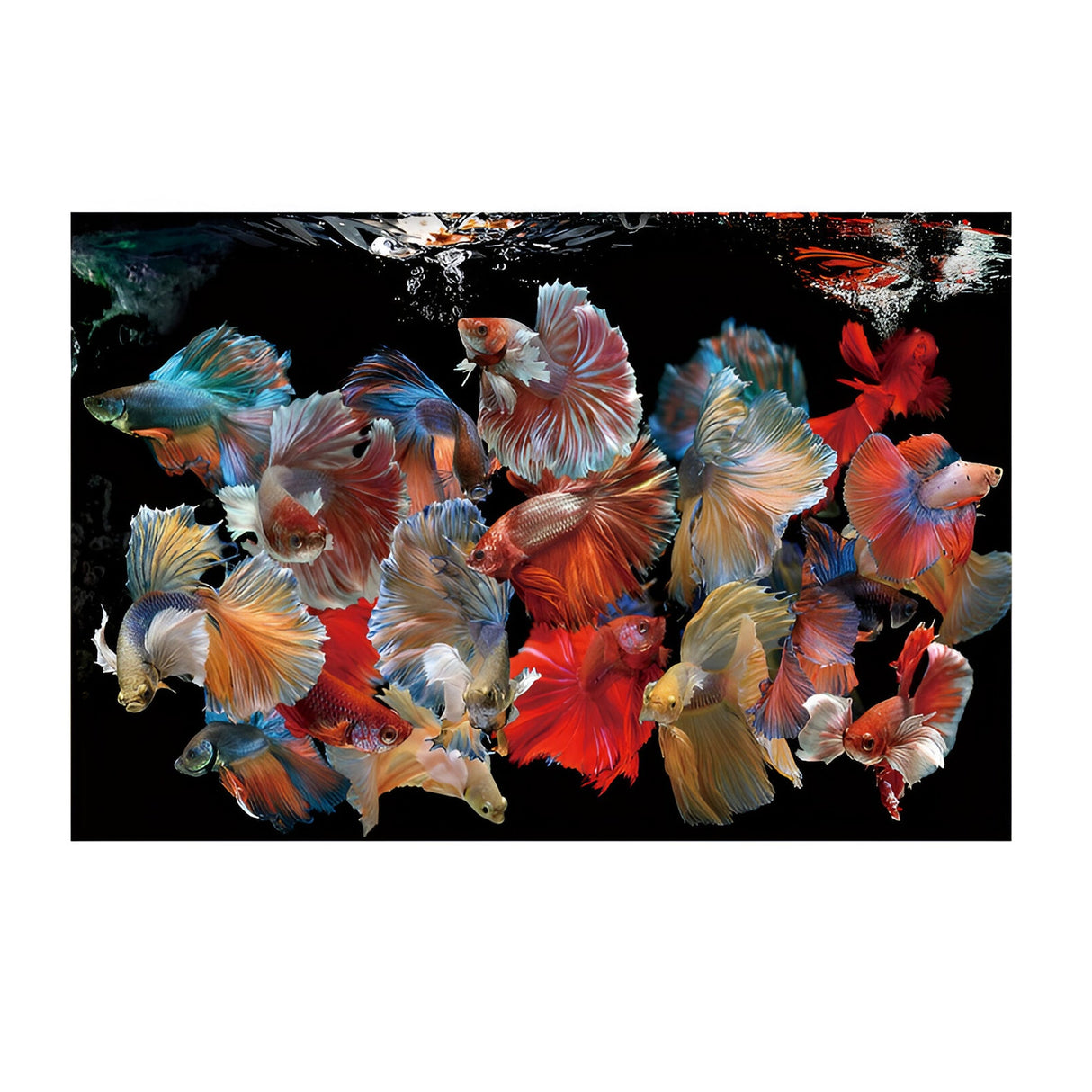 Peces Siam Fluid Motion Fish Photography Print – 150x100cm
