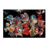 Peces Siam Fluid Motion Fish Photography Print – 150x100cm