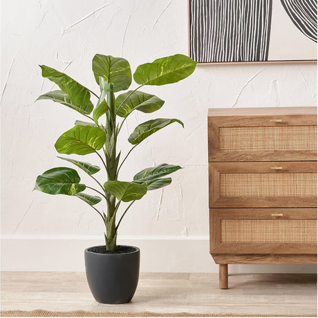 Elephant Ear Plant in Pot - 120cm