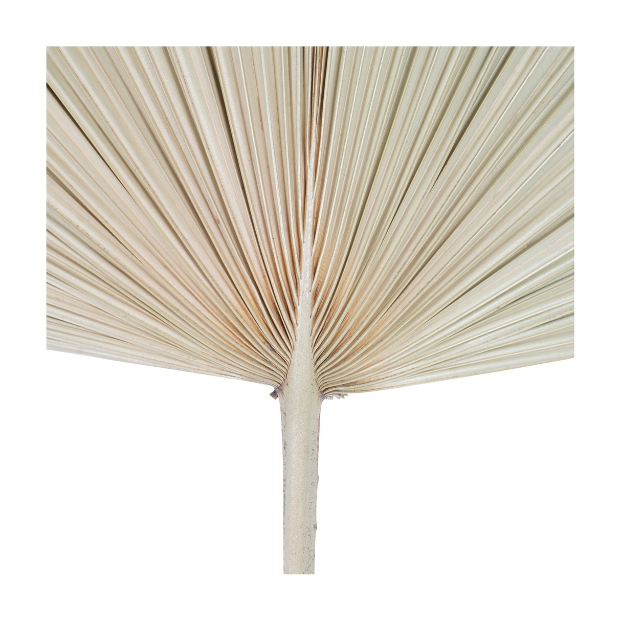 Libra Interiors Arrowhead Fan Palm Leaf faux stem with ribbed pleats fanning from a slim natural stem in a soft sandy tone on a white background.