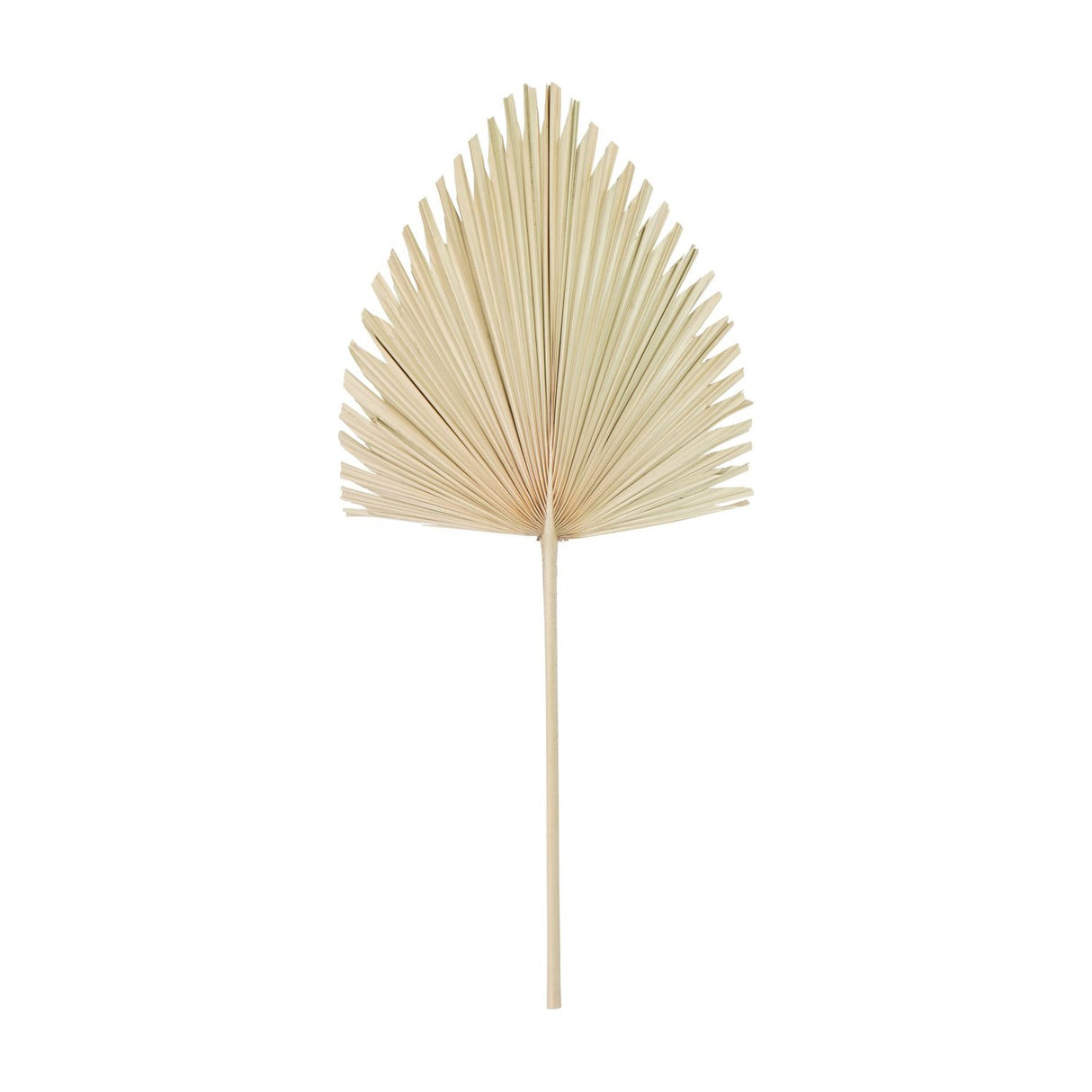 Libra Interiors Arrowhead Fan Palm dried leaf with pleated natural-toned fan and long slim stem, shown against a plain white background.