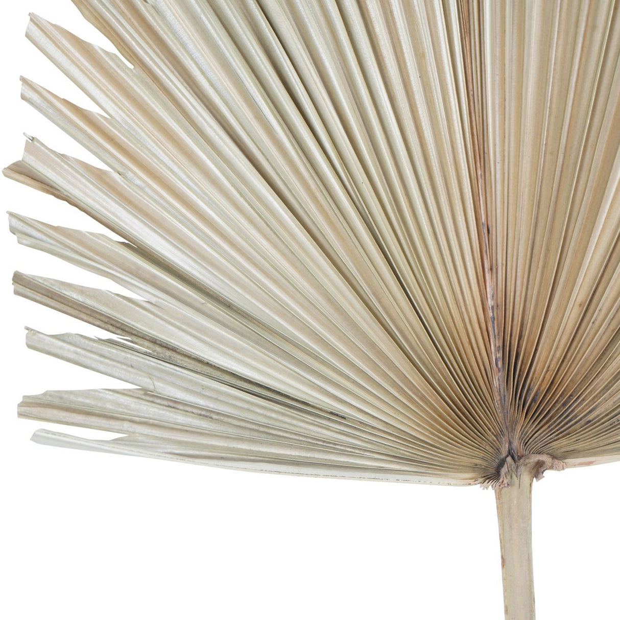 Close-up of Libra Interiors Arrowhead Fan Palm Leaf artificial stem, showing the ribbed pleats fanning from a slim natural stem in a soft sandy tone.