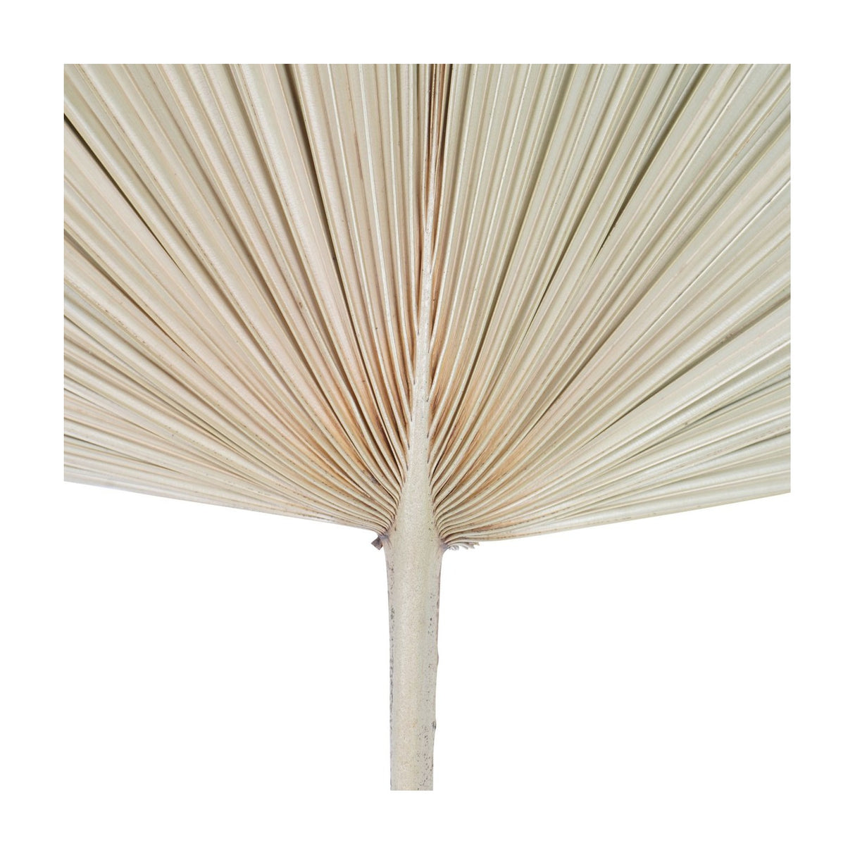 Libra Interiors Arrowhead Fan Palm Leaf faux plant with pleated ribbed fronds fanning from a slim natural stem in a soft sandy tone on white.