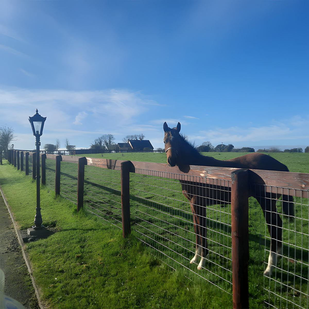 Black Victorian cast iron lamp post with a tapered four-sided lantern head, stepped crown and finial, installed beside a paddock fence with a horse and grassy field behind.