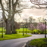 Victorian Manor 3m cast iron lamp post in black with lantern-style glass head, lining a driveway path near a large tree and cherry blossoms in bloom.