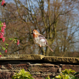 Robin Figurine Metal Garden Ornament 23.5cm - Brown & Orange
