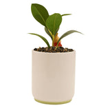 Cream stoneware planter with a small 3D Winnie the Pooh figure peeking over the rim, planted with a green leafy plant and pebble topdressing on a white background.