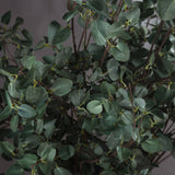 Hill Interiors Tall Eucalyptus Stem close-up showing clusters of rounded silvery-green faux leaves on slender brown branches against a grey background.