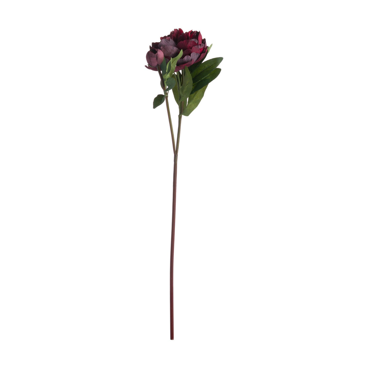Burgundy Peony Rose