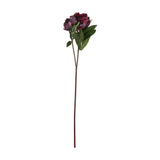 Burgundy Peony Rose