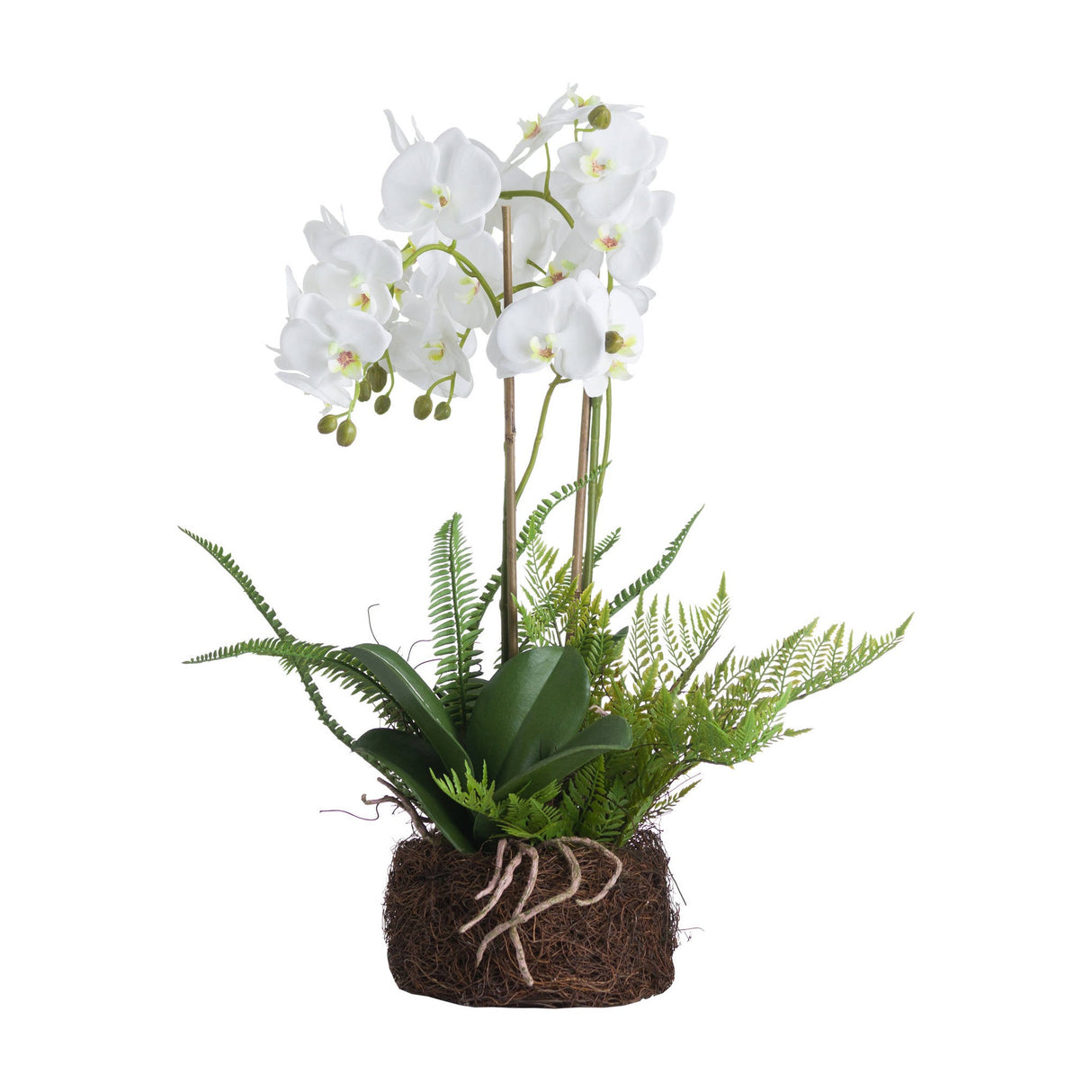 Large White Orchid And Fern Garden In Rootball