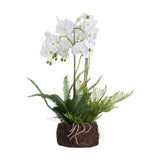 Large White Orchid And Fern Garden In Rootball