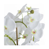 Large White Orchid And Fern Garden In Rootball